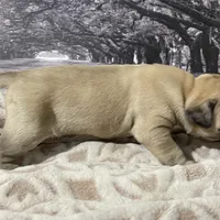 Frank, a female Cane Corso for sale in Towson, MD – Photo 5 of 8