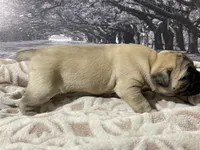 processed/e42e2817-1d5c-4bc9-b6e3-f4277654427c/listing/c35b796d-5c43-45bc-bad0-c68f7bcd0d5b/92db10f0-f093-45e3-a271-c83e4a41e8e8