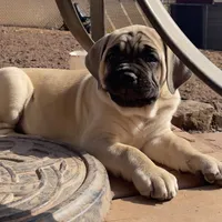 Frank, a female Cane Corso for sale in Towson, MD – Photo 3 of 8