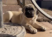 Frank, a female Cane Corso for sale in Towson, MD – Photo 2 of 8