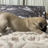 Frank, a female Cane Corso for sale in Towson, MD – Photo 8 of 8