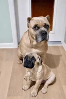 Frank, a female Cane Corso for sale in Towson, MD – Photo 2 of 8