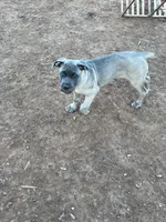 Pepper, a female Cane Corso for sale in Towson, MD – 5 of 6