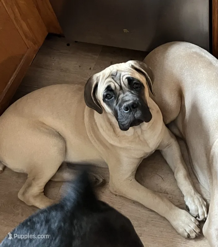 Frank – Cane Corso puppy for sale in Towson, MD