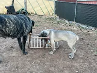Pepper, a female Cane Corso for sale in Towson, MD – 6 of 6