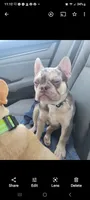 Luka , a male French Bulldog for sale in Palm Harbor, FL – 3 of 4