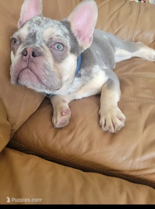 Luka  – French Bulldog puppy for sale in Palm Harbor, FL
