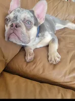 Luka , a male French Bulldog for sale in Palm Harbor, FL – 4 of 4