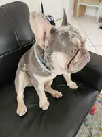 Luka , a male French Bulldog for sale in Palm Harbor, FL – 7 of 8