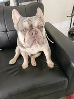 Luka , a male French Bulldog for sale in Palm Harbor, FL – 5 of 8
