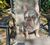 Luka , a male French Bulldog for sale in Palm Harbor, FL – 4 of 8