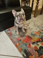 Luka , a male French Bulldog for sale in Palm Harbor, FL – 6 of 8