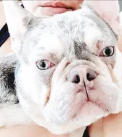 Luka , a male French Bulldog for sale in Palm Harbor, FL – 2 of 4