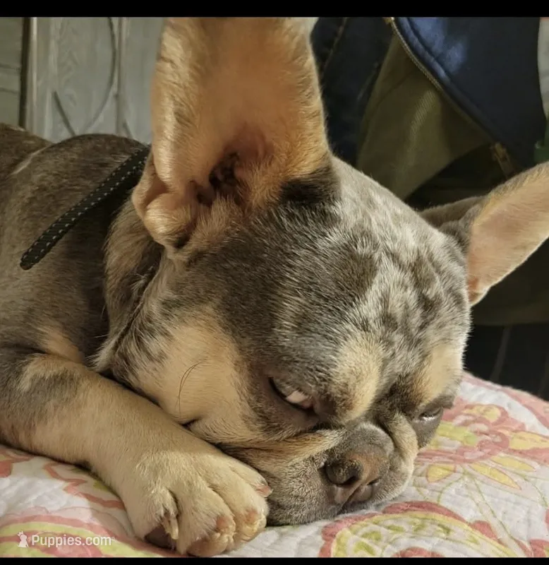 Luka  – French Bulldog puppy for sale in Palm Harbor, FL