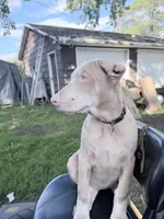 Mia, a female Doberman Pinscher for sale in Chippewa Falls, WI – 2 of 10