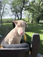 Mia, a female Doberman Pinscher for sale in Chippewa Falls, WI – 6 of 10