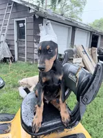 Peanut , a female Doberman Pinscher for sale in Chippewa Falls, WI – 4 of 7