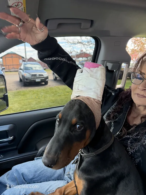 Male – Doberman Pinscher puppy for sale in Chippewa Falls, WI