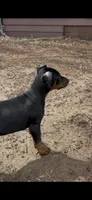 Male, a male Doberman Pinscher for sale in Chippewa Falls, WI – Photo 5 of 9