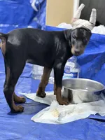 Male, a male Doberman Pinscher for sale in Chippewa Falls, WI – Photo 6 of 9