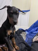 Male, a male Doberman Pinscher for sale in Chippewa Falls, WI – Photo 4 of 9