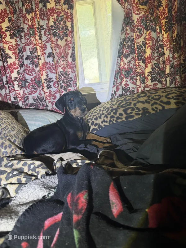 Male – Doberman Pinscher puppy for sale in Chippewa Falls, WI
