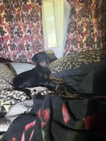 Male, a male Doberman Pinscher for sale in Chippewa Falls, WI – Photo 1 of 9