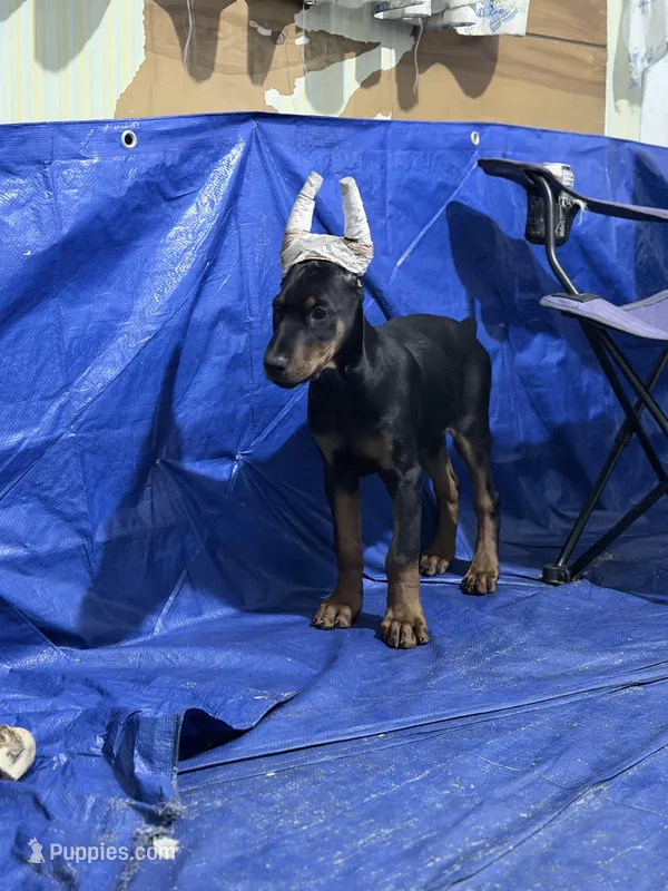 Male – Doberman Pinscher puppy for sale in Chippewa Falls, WI