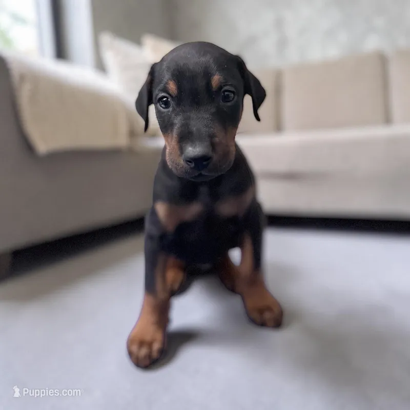 Male – Doberman Pinscher puppy for sale in Chippewa Falls, WI