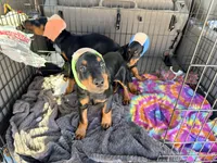 Male, a male Doberman Pinscher for sale in Chippewa Falls, WI – Photo 3 of 9
