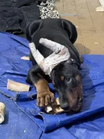 Male, a male Doberman Pinscher for sale in Chippewa Falls, WI – Photo 9 of 9