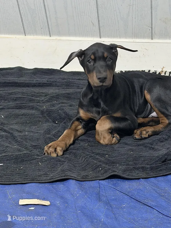 Male – Doberman Pinscher puppy for sale in Chippewa Falls, WI