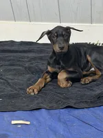 Male, a male Doberman Pinscher for sale in Chippewa Falls, WI – Photo 7 of 9