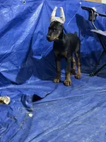 Male, a male Doberman Pinscher for sale in Chippewa Falls, WI – Photo 8 of 9