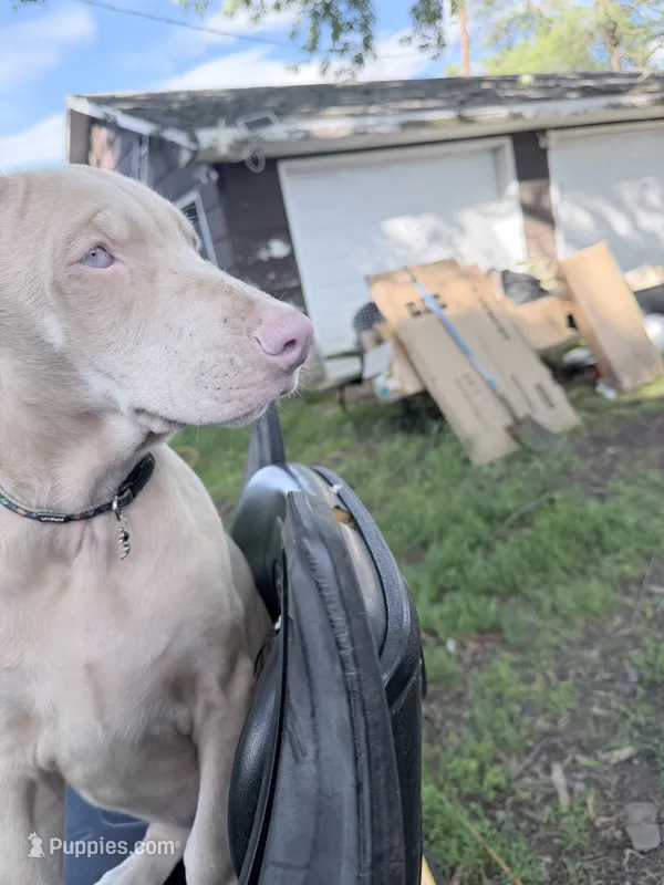 Mia – Doberman Pinscher puppy for sale in Chippewa Falls, WI