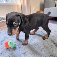 Female, a female Doberman Pinscher for sale in Chippewa Falls, WI – Photo 2 of 2