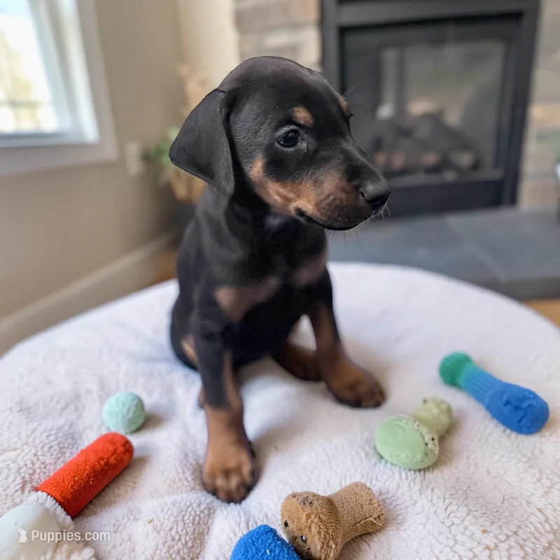 Female – Doberman Pinscher puppy for sale in Chippewa Falls, WI