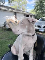 Mia, a female Doberman Pinscher for sale in Chippewa Falls, WI – 4 of 10