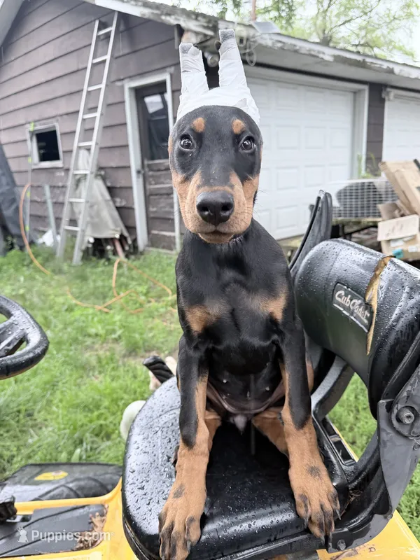Peanut  – Doberman Pinscher puppy for sale in Chippewa Falls, WI