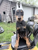 Peanut , a female Doberman Pinscher for sale in Chippewa Falls, WI – 1 of 7
