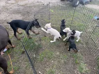 Peanut , a female Doberman Pinscher for sale in Chippewa Falls, WI – 7 of 7