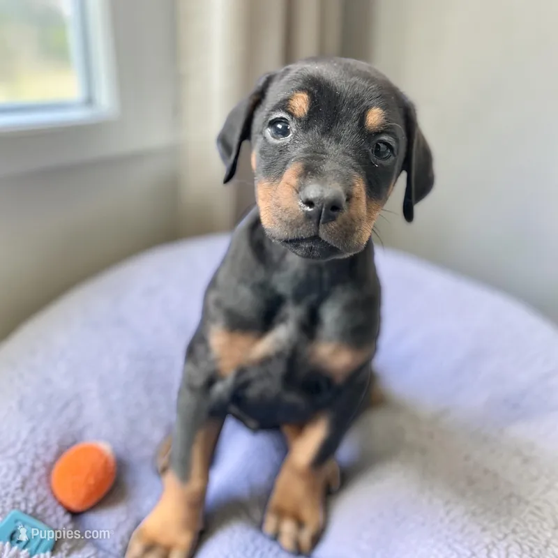 Female – Doberman Pinscher puppy for sale in Chippewa Falls, WI