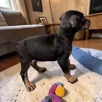 Female, a female Doberman Pinscher for sale in Chippewa Falls, WI – Photo 2 of 2