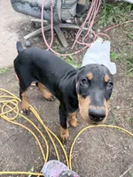 Peanut , a female Doberman Pinscher for sale in Chippewa Falls, WI – 3 of 7