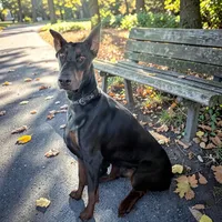 Other, a female Doberman Pinscher for sale in Chippewa Falls, WI – Photo 1 of 2