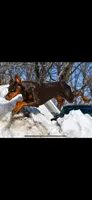Other, a female Doberman Pinscher for sale in Chippewa Falls, WI – Photo 2 of 2
