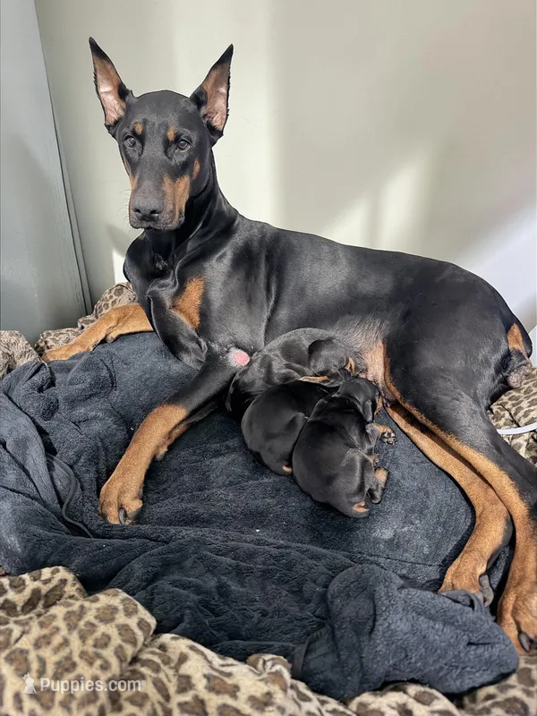MiYoshi – Doberman Pinscher puppy for sale in Chippewa Falls, WI