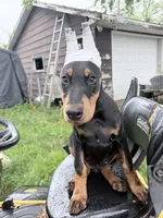 Peanut , a female Doberman Pinscher for sale in Chippewa Falls, WI – 2 of 7