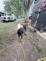 Peanut , a female Doberman Pinscher for sale in Chippewa Falls, WI – 6 of 7