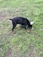 Peanut , a female Doberman Pinscher for sale in Chippewa Falls, WI – 5 of 7